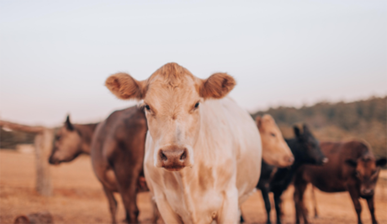 Herd of cows standing in a dry paddock