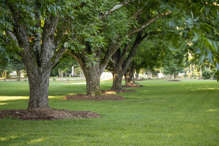 Row of trees in a park