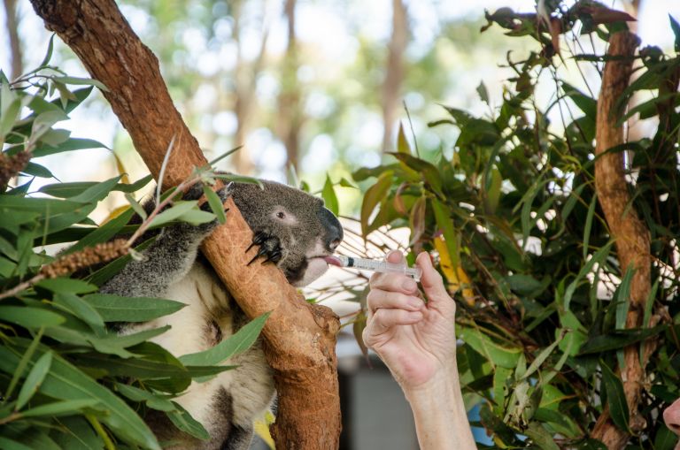 Koala in a tree with a hand patting it