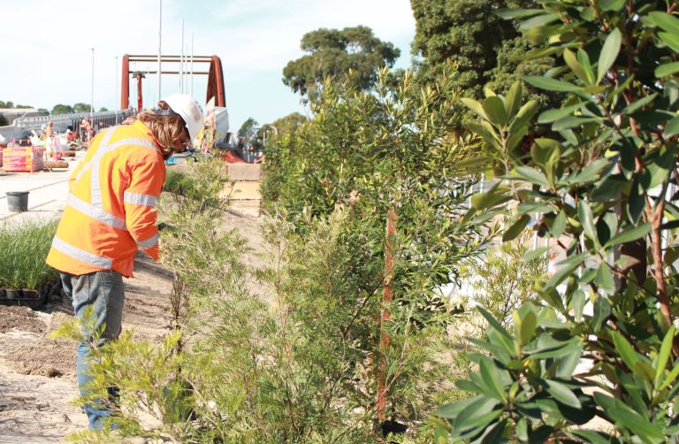 A man in high-visibility clothing is carefully installing some lush and green trees alongside the new tramway area, on an overcast day. 