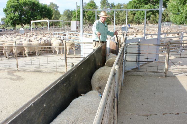 Cowra saleyards