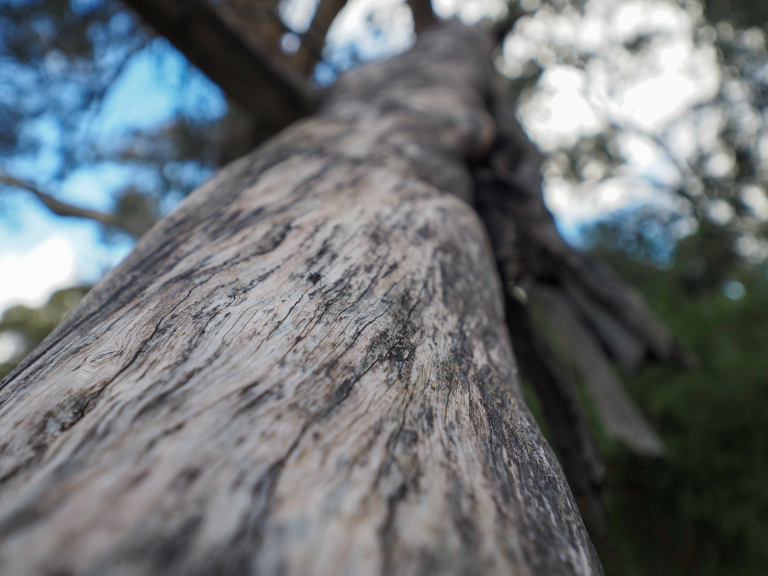 Looking from below up large grey gum tree trunk through branches at sky