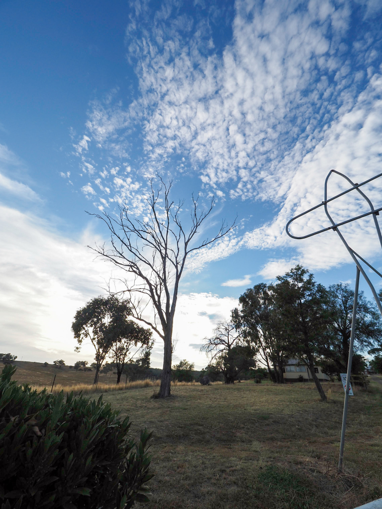 Looking across bare field with a few gum trees stretching up to blue sky dotted with clouds overhead