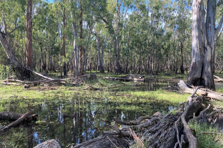 A photograph of a wetland at Werai State Forest.