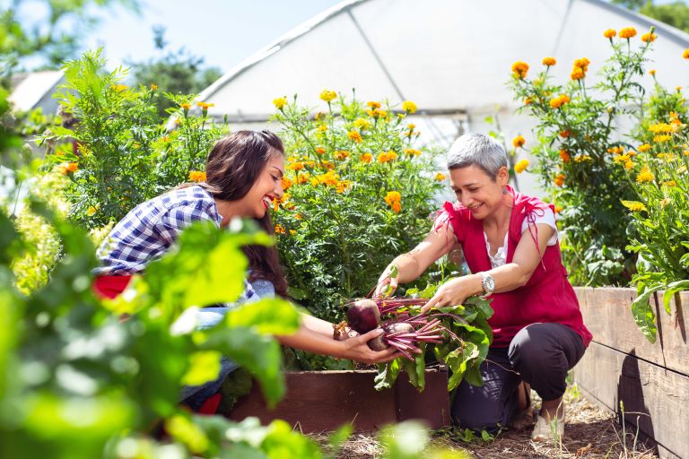 two ladies in gardening in a vegetable patch 