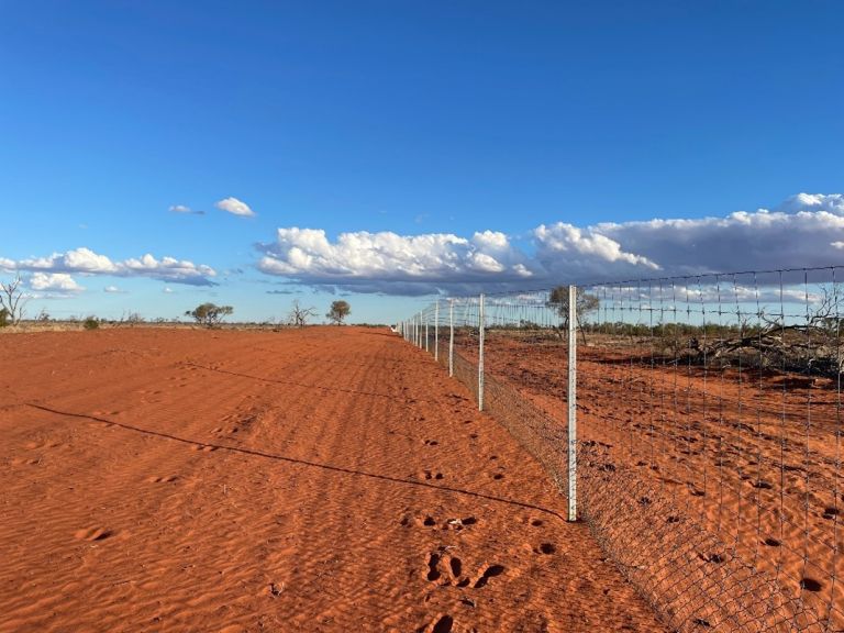 A landscape shot of the wild dog fence