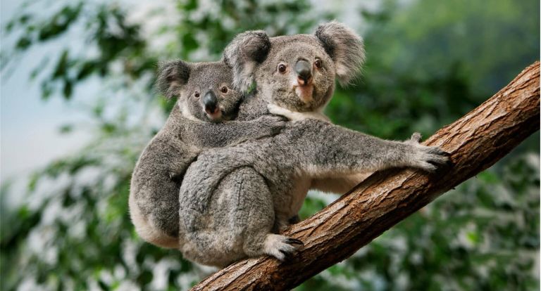 Mother and bubba Koala getting out and about