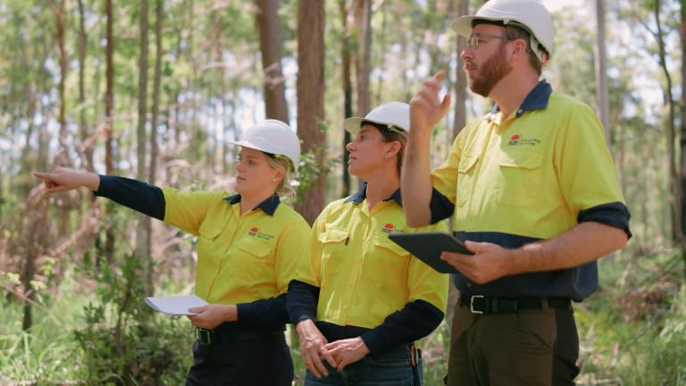 three LLS forestry workers standing in a forest of thin trees examining the area.