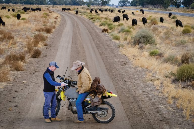 stockman on a dirtbike and an LLS worker talking to each other standing on a dirt road with cattle in the background.