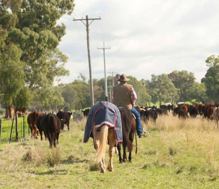 Person on horseback herding livestock