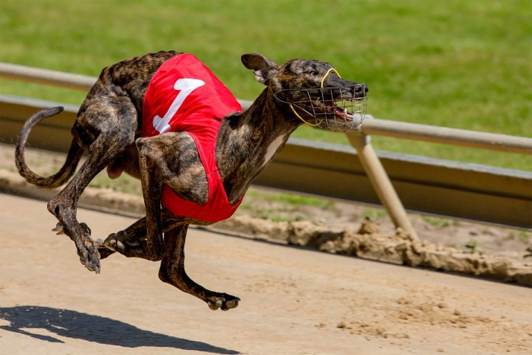 Greyhound dog running on a racing track