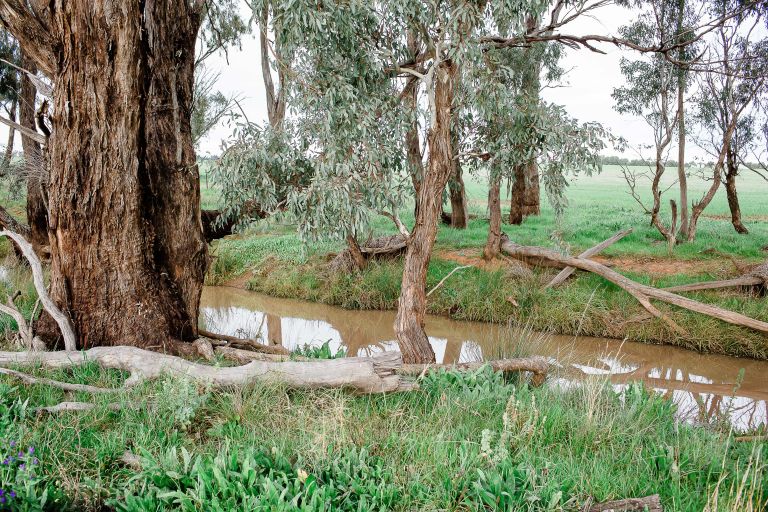 gum trees and vegetation by a muddy creek