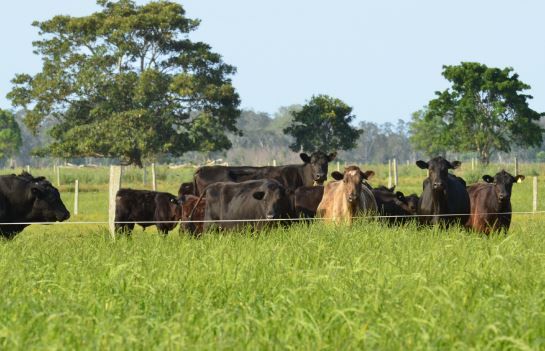 black cows in green field