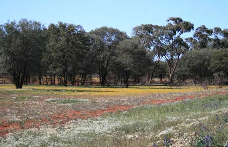 travelling stock reserve landscape with ground cover and trees in background