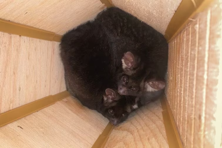 Two Greater gliders snuggled together in a wooden nesting box