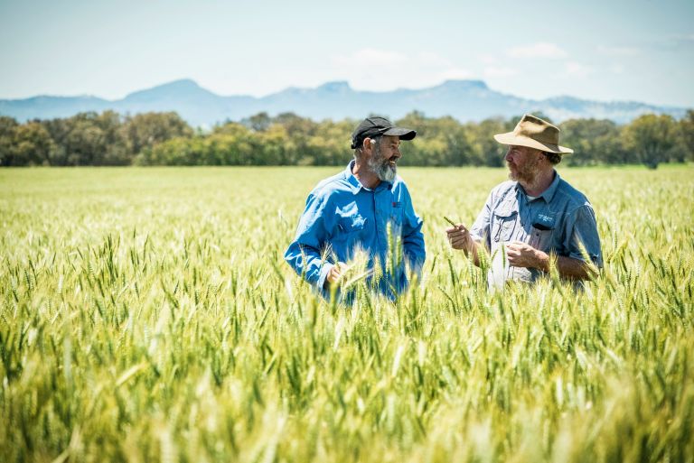 Staff member with farmer chatting in field of wheat-like crops