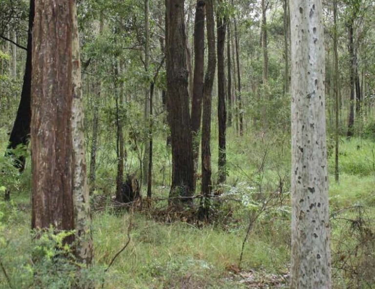 spotted gum and other gum tree species in bushland setting