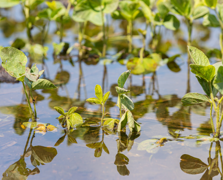 Flooded crop