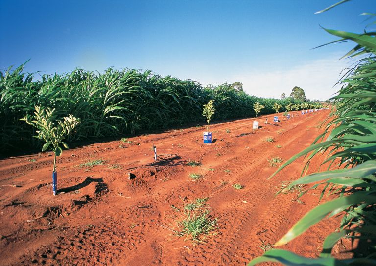 stretch of red soil with crops surrounding