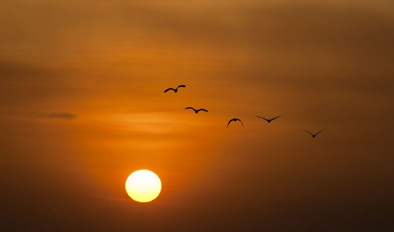 at sunset in an orange sky, there are five silohuettes of birds in flight