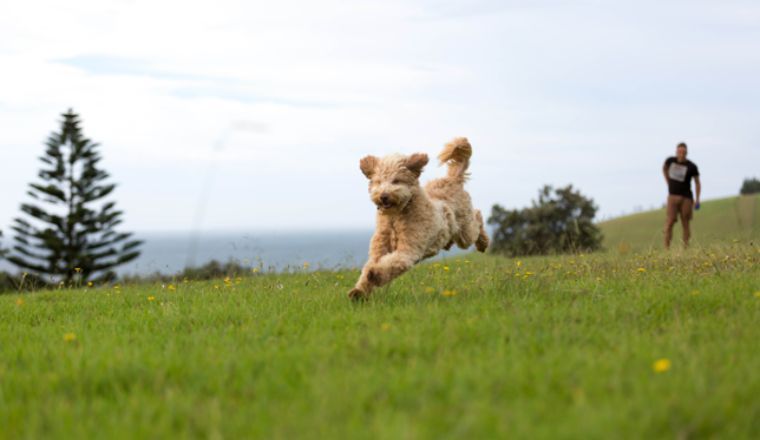 A curly haired dog running across in a grassy field