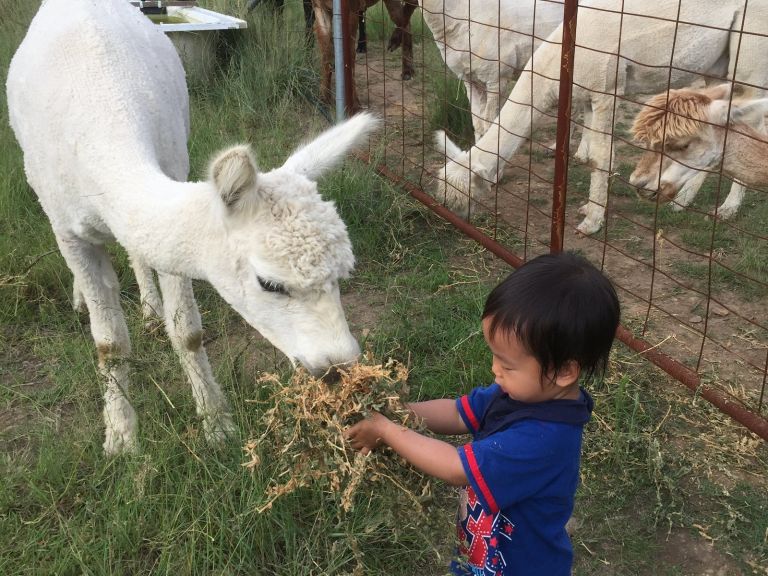 Tempt the alpacas to stand still for a photo by feeding them a treat