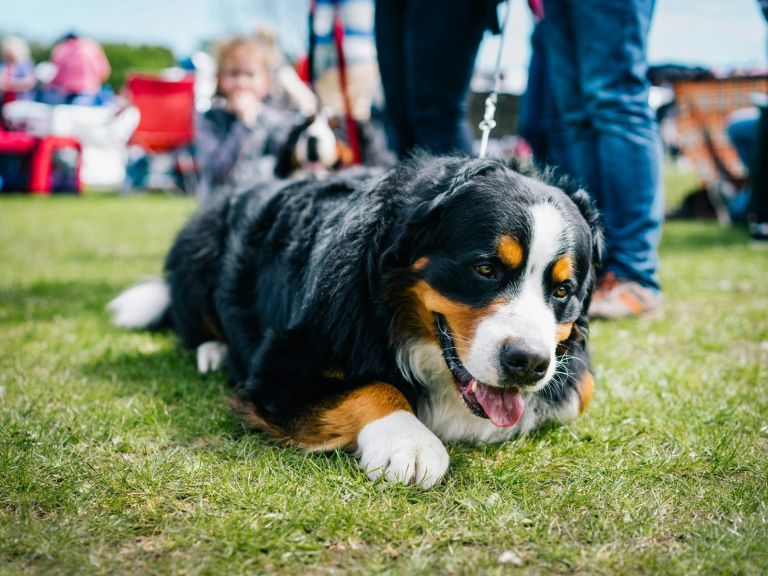 Dog Show