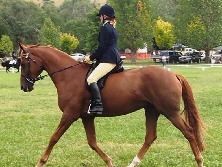 Gundagai Show Hack