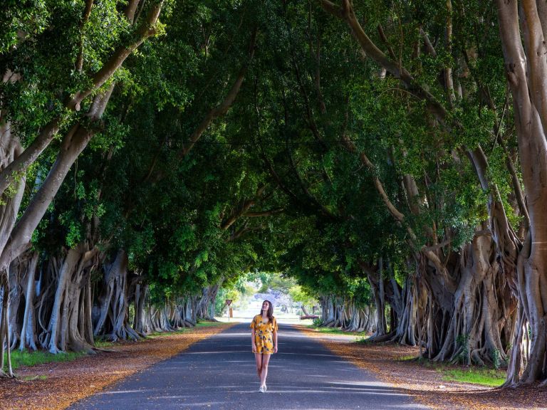 Fig Tree Avenue, Grafton