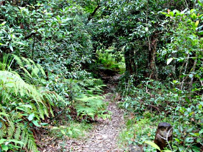 Seaforth Oval Natural Bridge track, Garigal National Park. Photo: Shaun Sursok