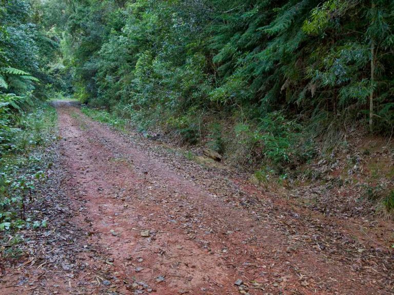 Cascade mountain bike trail