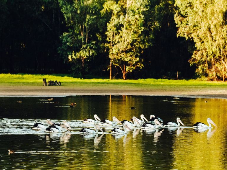 Wonga Wetlands