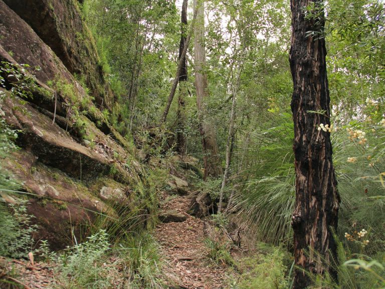 11km walking track, Dharug National Park. Photo: John Yurasek