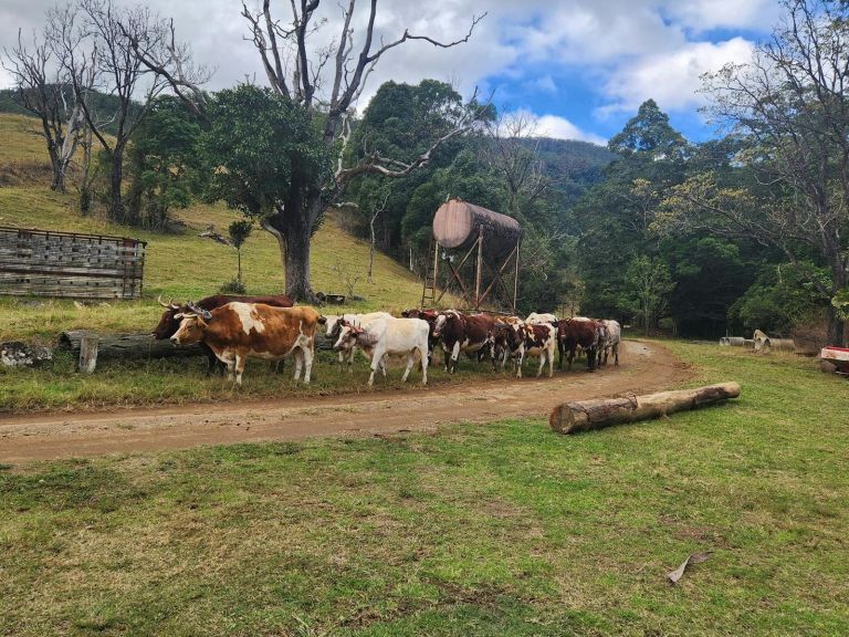 We welcome Phill Thompsons working Bullock Team on the back field from 9:00am