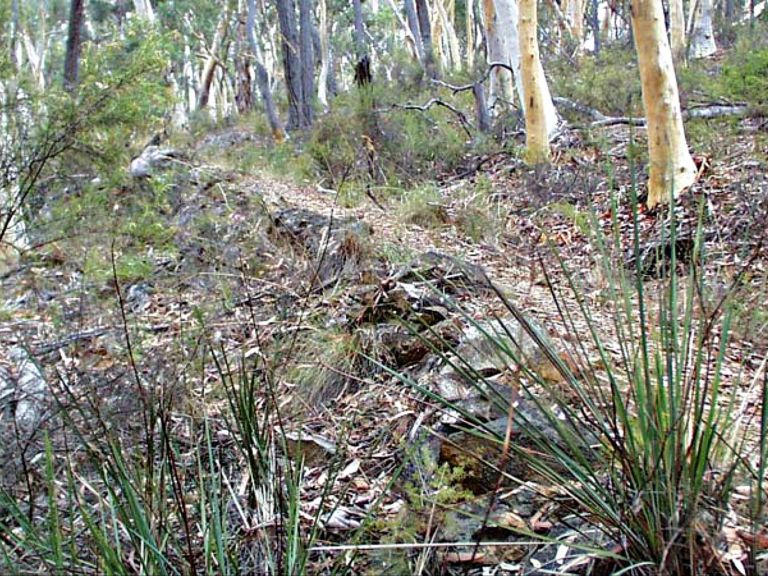 Historic Water Race walking track, Mullion Range State Conservation Area. Photo: NSW Government