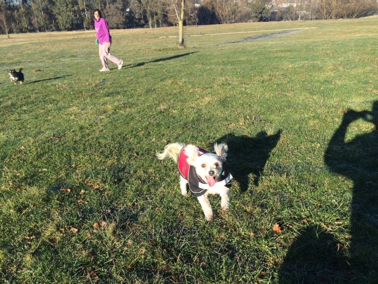 Dog playing