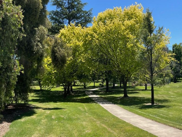 tree-lined walk