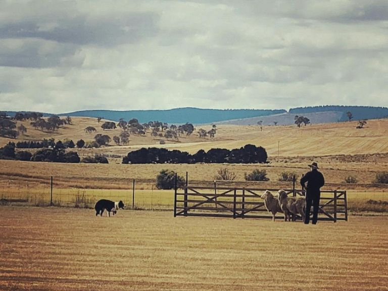 Sheep Dog Trials