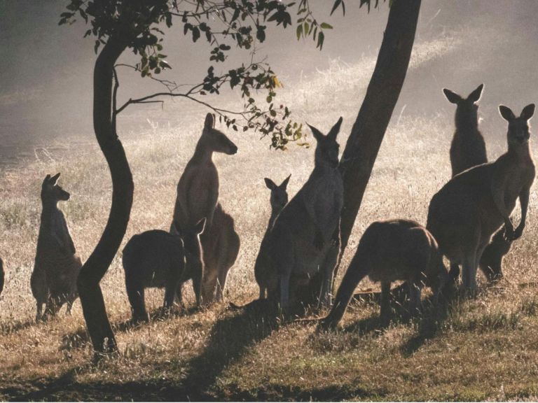 World Kangaroo Day Documentary Screening at Yarra Thurs 24th of Oct from 5-7pm