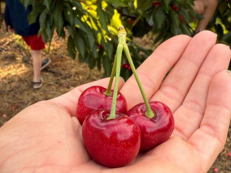 Cherry hand