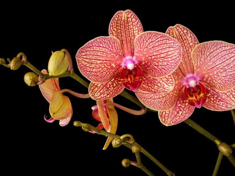 Wagga Wagga Orchid Society Monthly Meetings