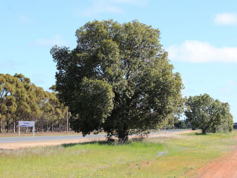 The avenue of kurrajong trees planted in Urana.