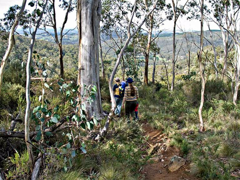 Summits walking track, Mount Canobolas State Conservation Area. Photo: Boris Hlavica