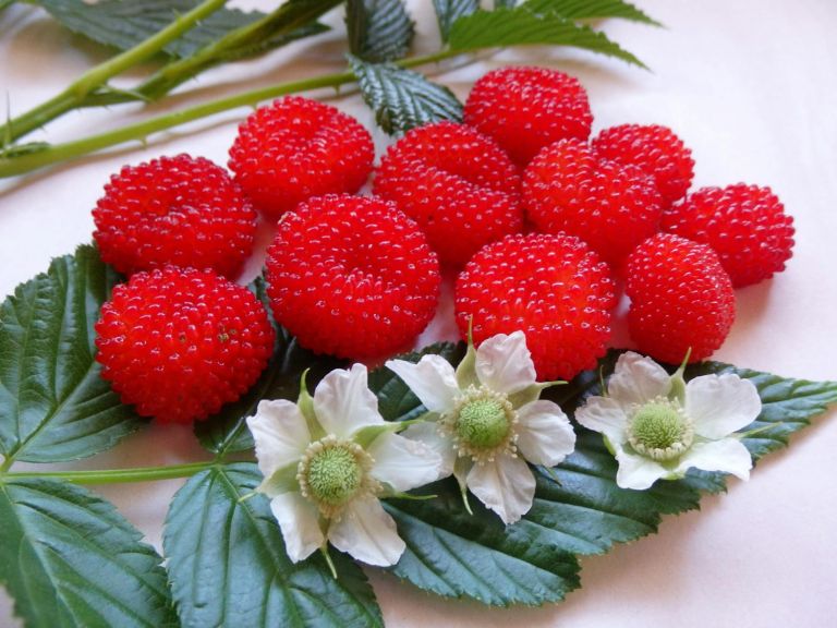 Native Australian Atherton Raspberry grown at Daleys Fruit Tree Nursery