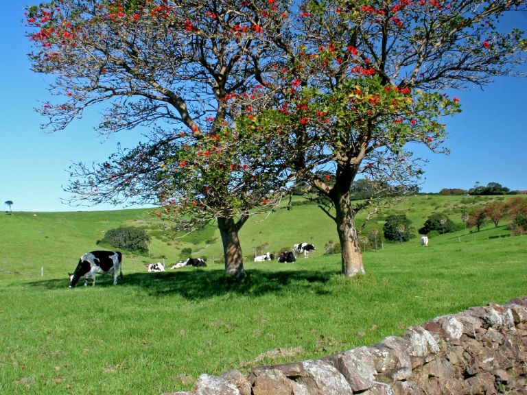 Dry Stone Walls