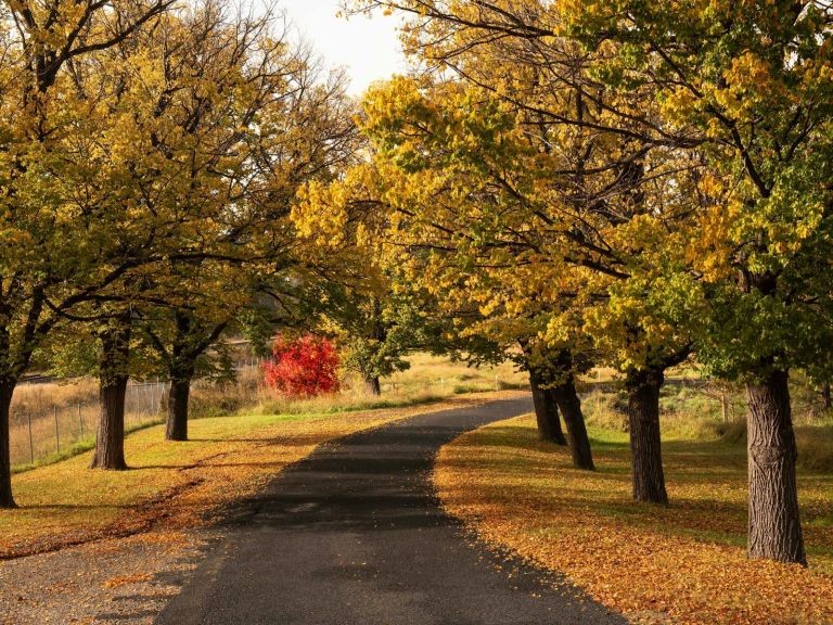 Trees decked in their Autumn Colours