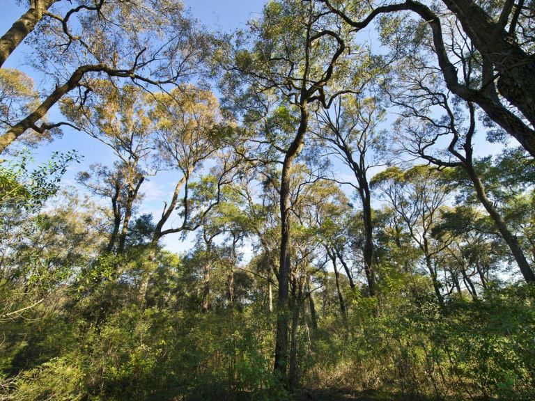 Forest trees, camera looking upwards to the sky.