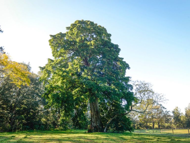 Big Fig Tree