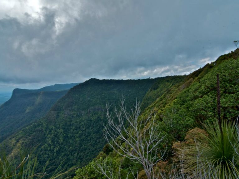 The Pinnacle walk, Border Ranges National Park. Photo: John Spencer, Copyright:NSW Government