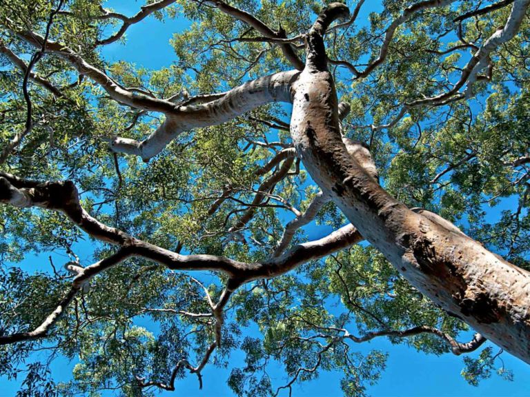 Ridge walking track, Georges River National Park. Photo: John Spencer